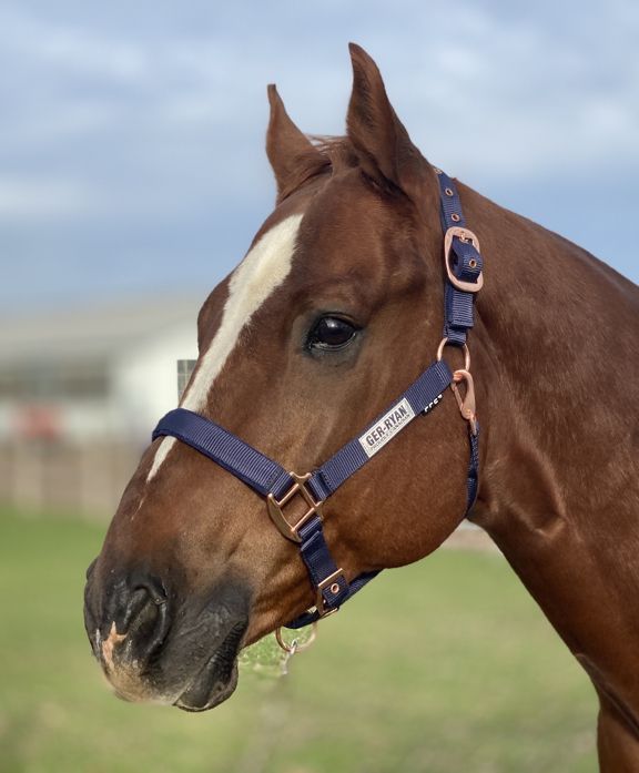 Padded Nylon Rose Gold Halter Navy Pony