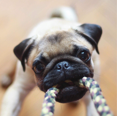 Pet Goods