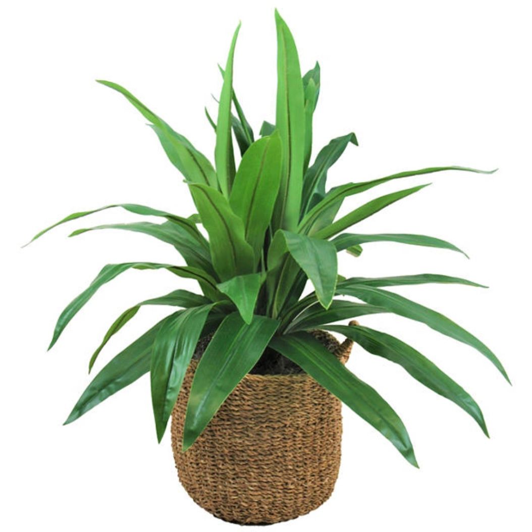 42in Dracaena