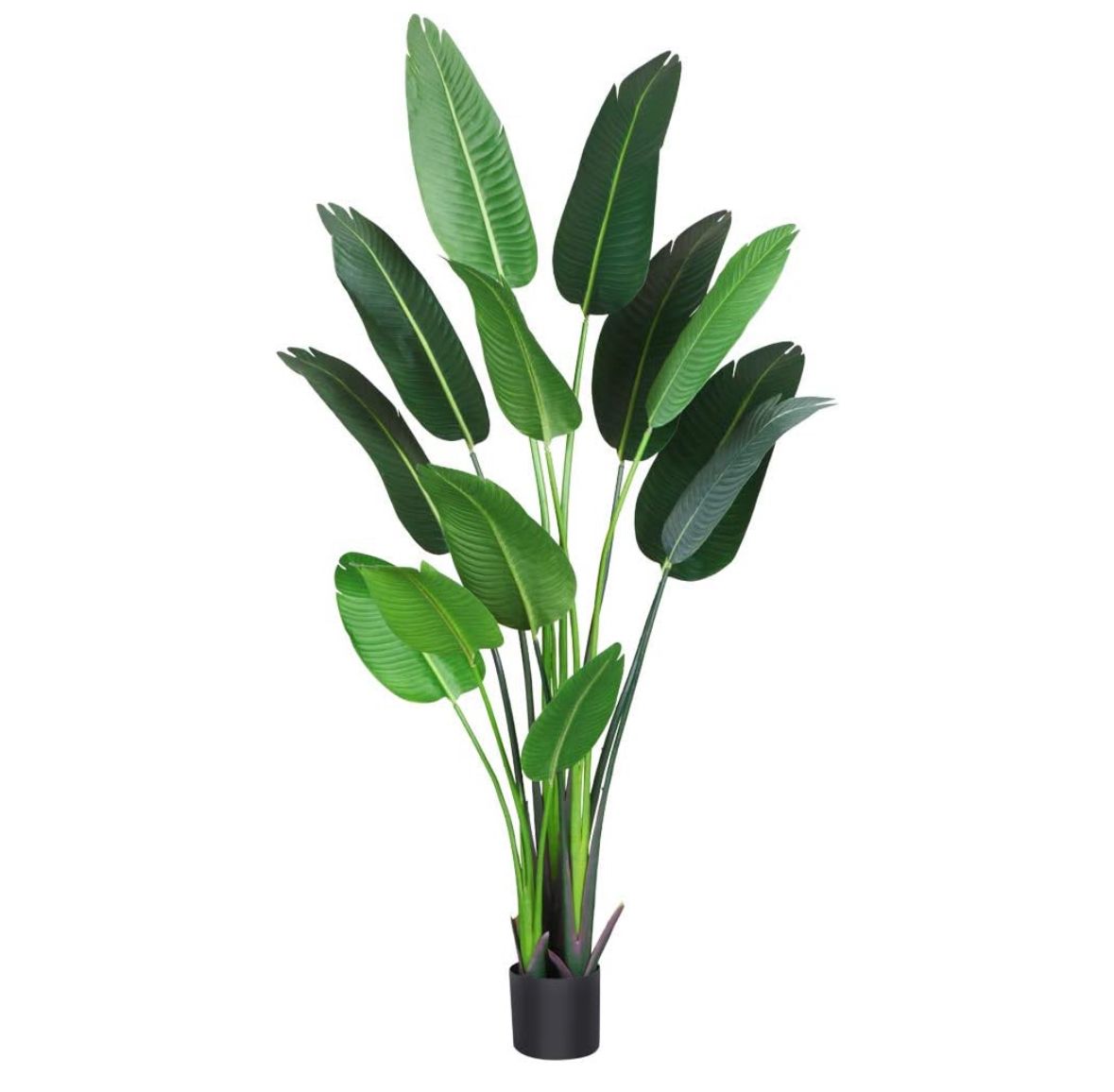 6ft bird of prey plant