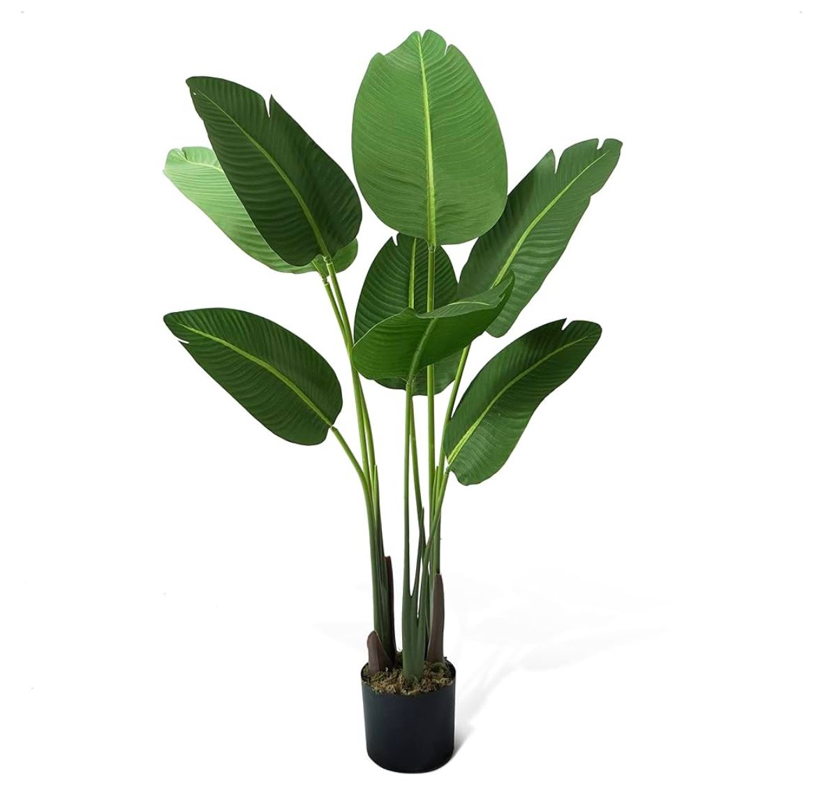 4ft bird of prey plant