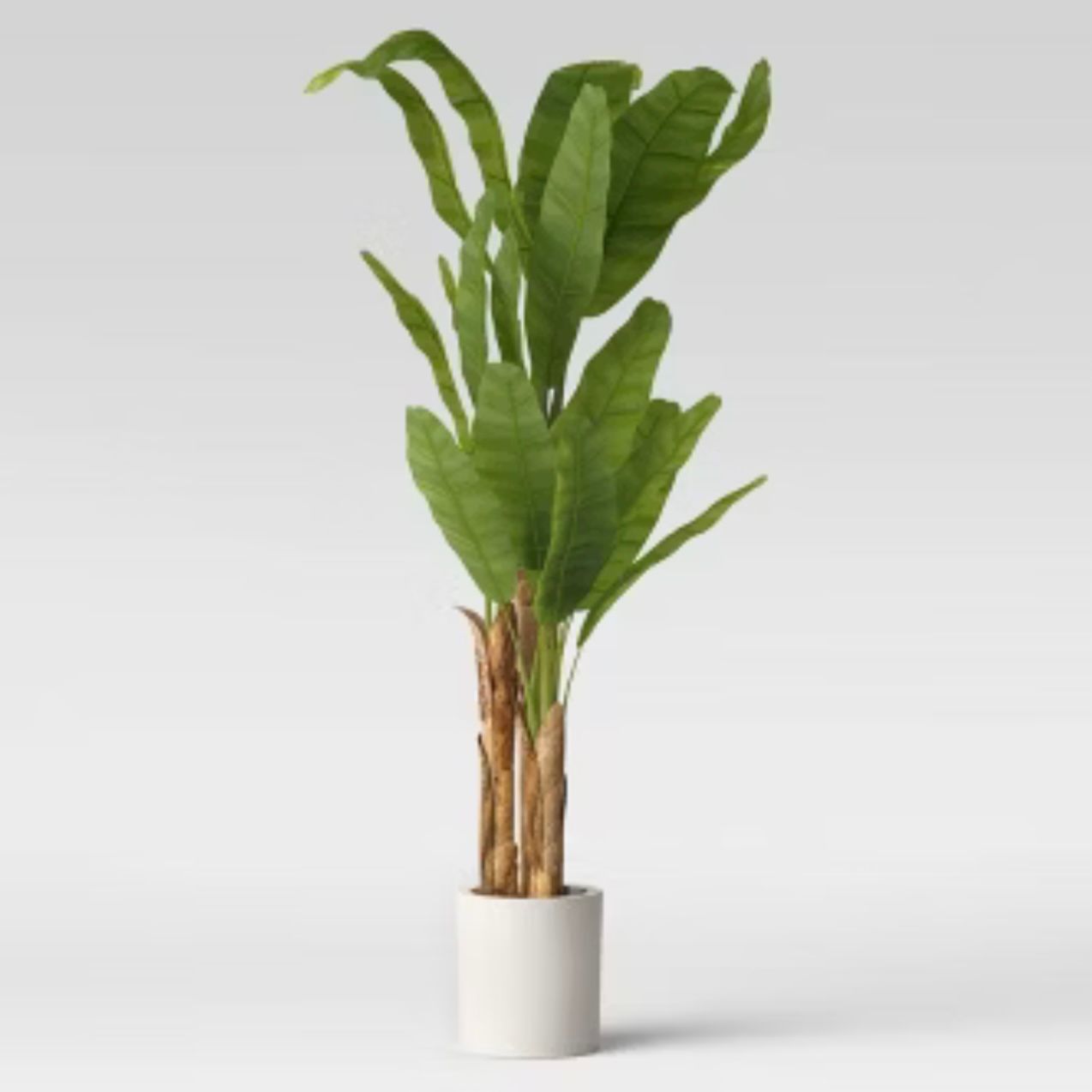 72&quot; Banana Tree in Cement Pot  - Threshold