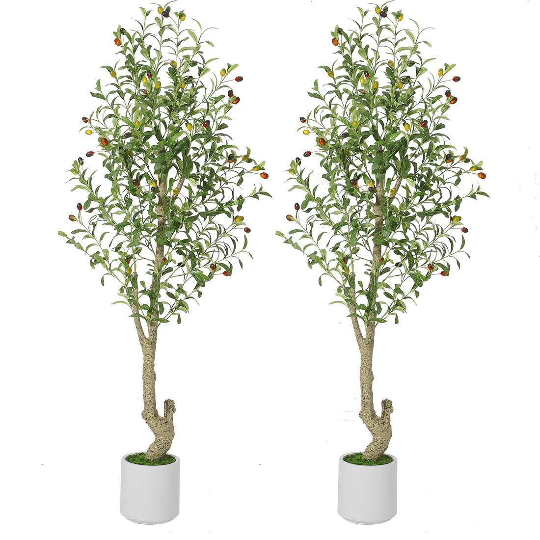 5ft olive tree - 2 PACK