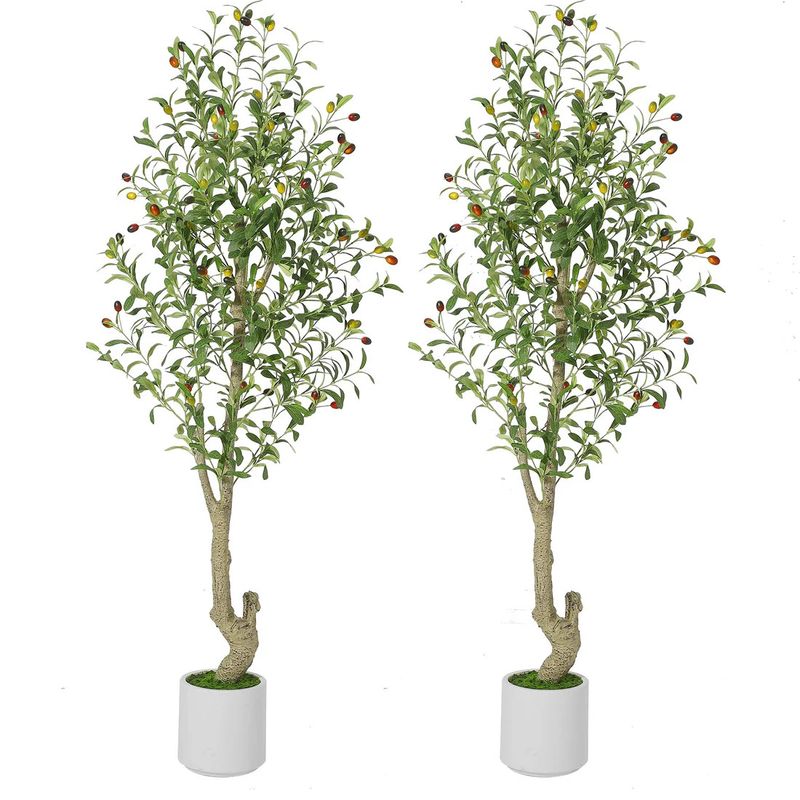 5ft olive tree - 2 PACK