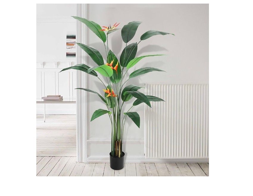 7 ft. Bird of Paradise Plant- single - DMG
