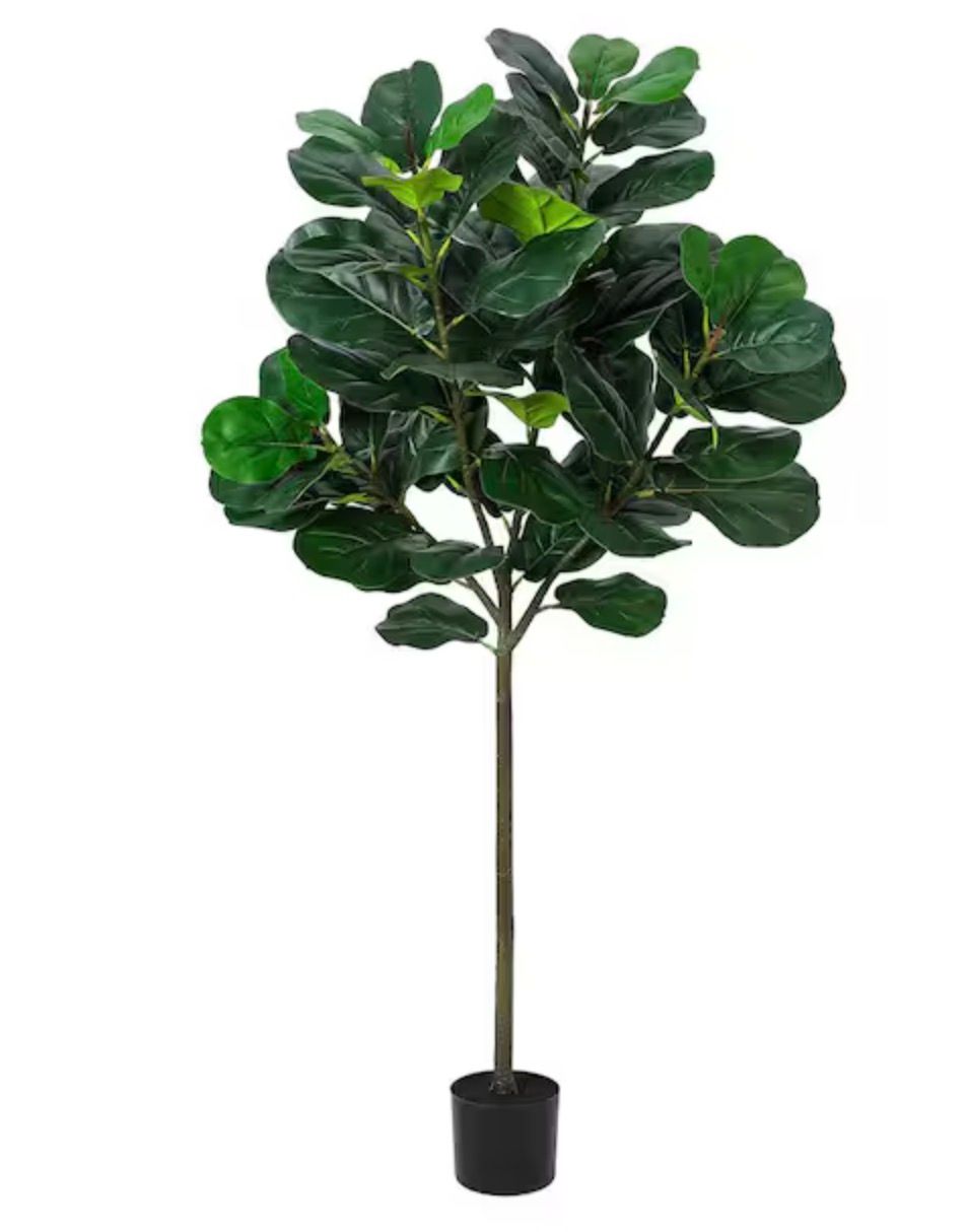 5.2 ft Fiddle Leaf Fig Tree in Pot