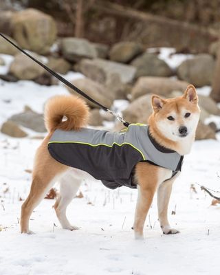 Dog Gone Smart Meteor NanoBreaker Dog Jacket