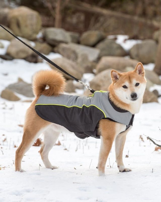Dog Gone Smart Meteor NanoBreaker Dog Jacket