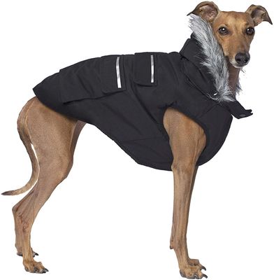 Canada Pooch Black Everest Explorer Dog Jacket
