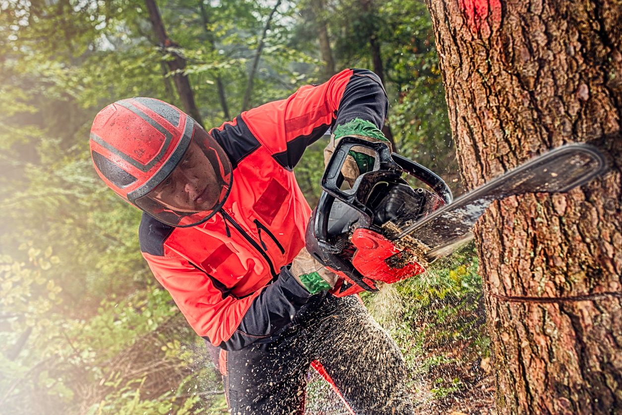 Chain Saw Risk Assessment Safe Operating Procedure and Toolbox talk