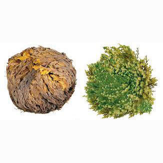 Resurrection Flower - Rose Of Jericho