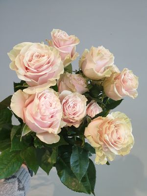Grossköpfige Rose Preis Pro Stück