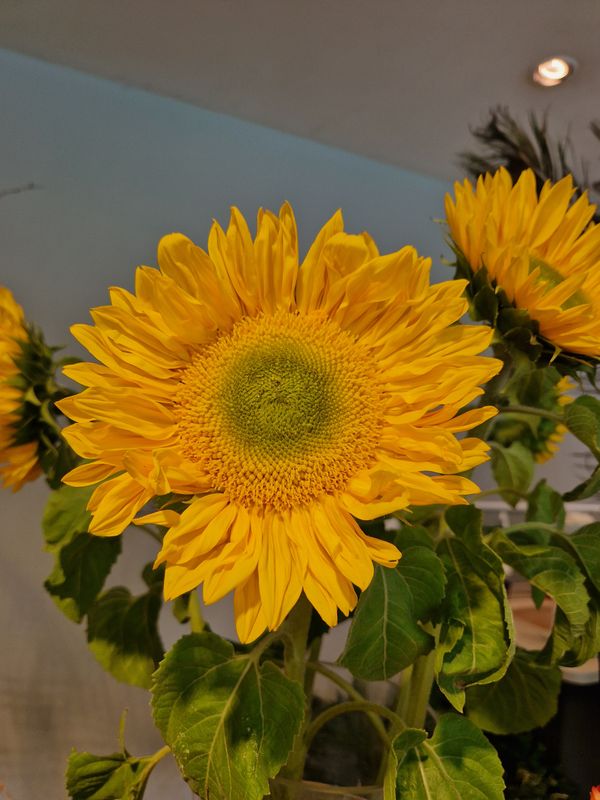Sonnenblume Preis Pro Stück