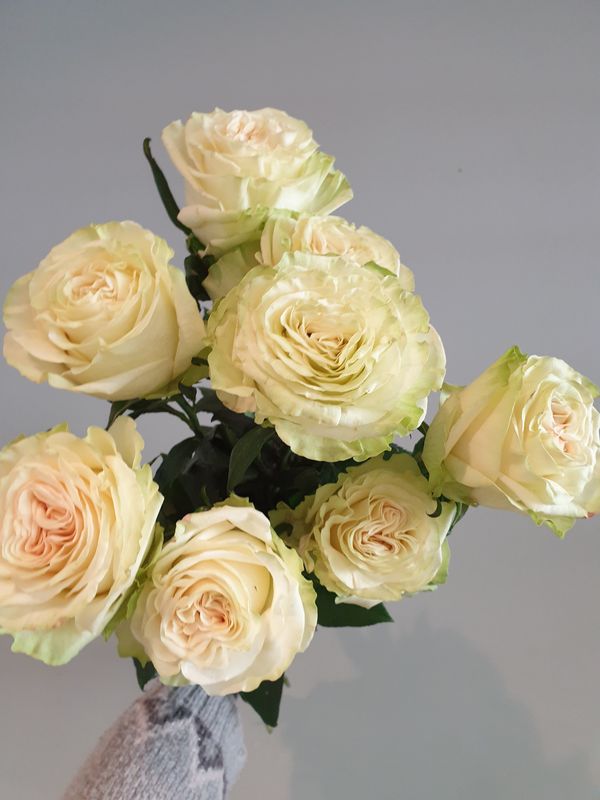 Grossköpfige Rose Preis Pro Stück