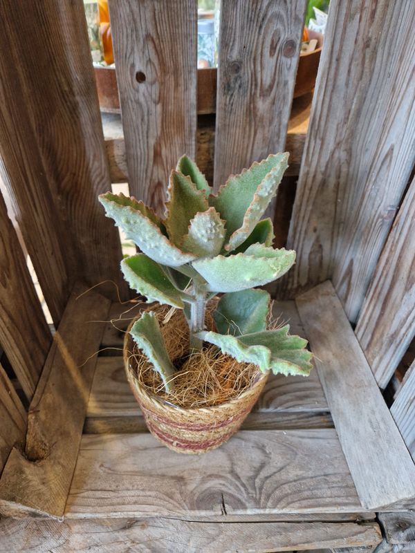Kalanchoe beharensis im Korb ausgarniert