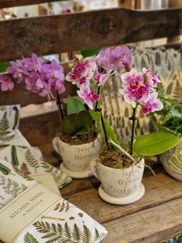 Orchidee im passenden Übertopf (7 cm - 8 cm) ausgarniert