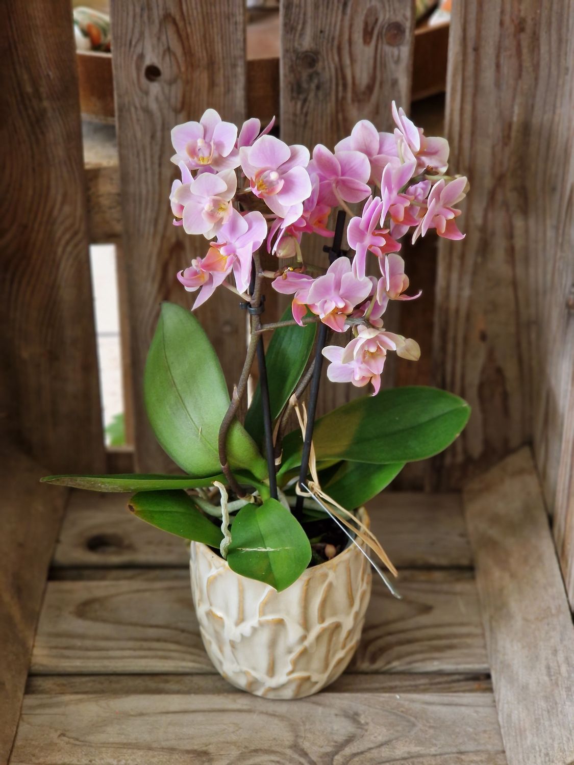 Orchidee im passenden Übertopf (9 cm - 10 cm) ausgarniert