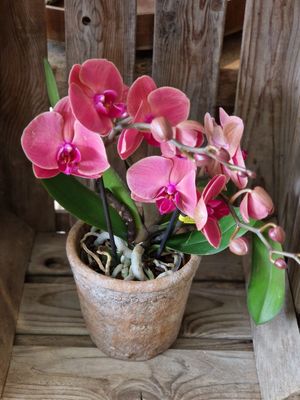 Orchidee in passendem Übertopf (12 cm - 14 cm) ausgarniert