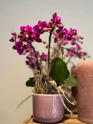 Orchidee in passendem Übertopf (12 cm - 14 cm) ausgarniert