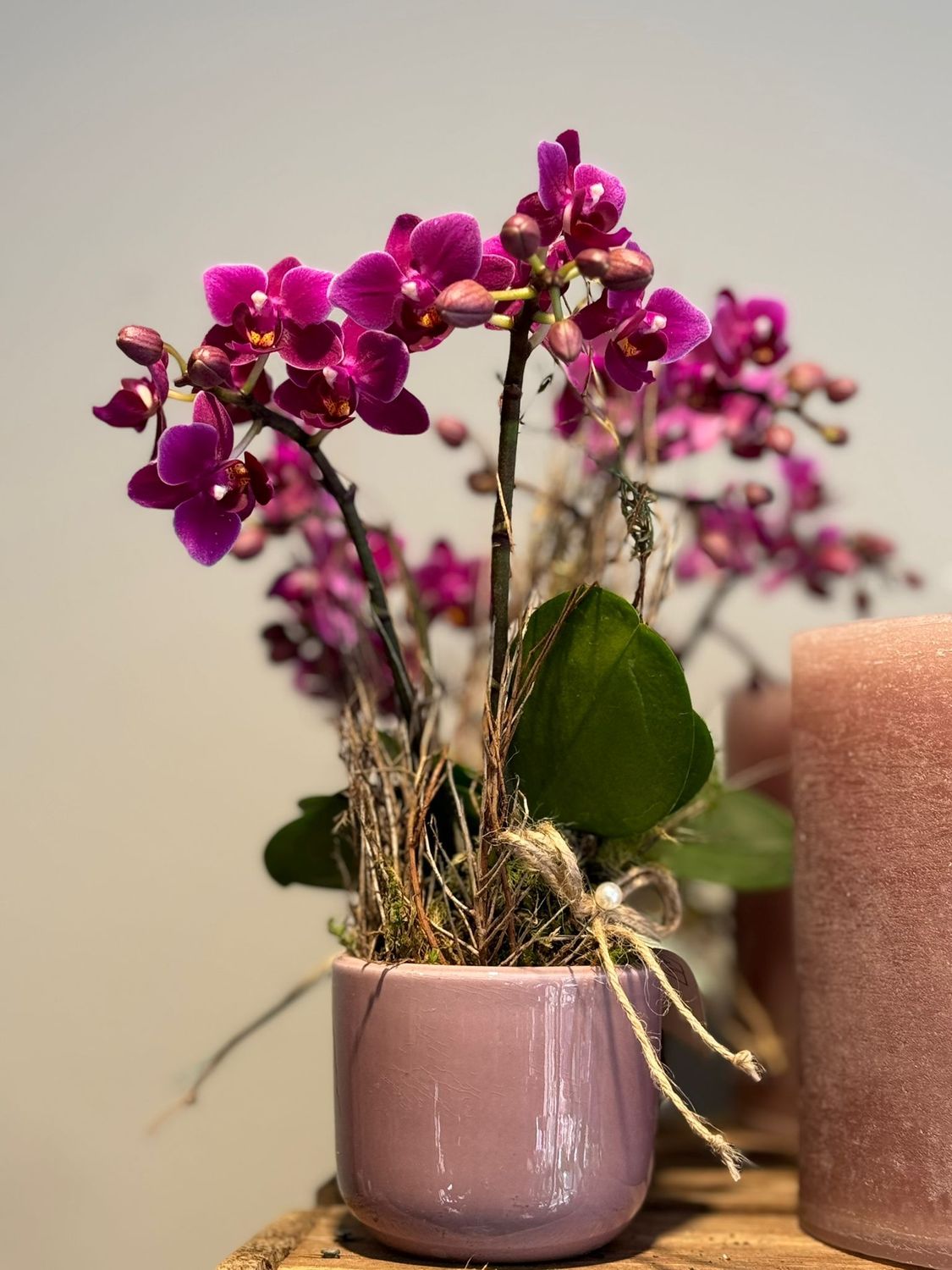 Orchidee in passendem Übertopf (12 cm - 14 cm) ausgarniert