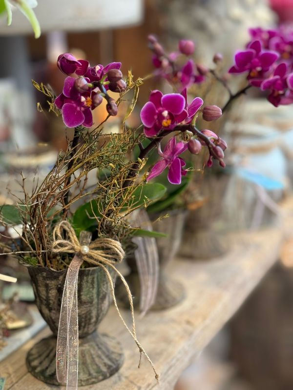Orchidee im passenden Übertopf (7 cm - 8 cm) ausgarniert