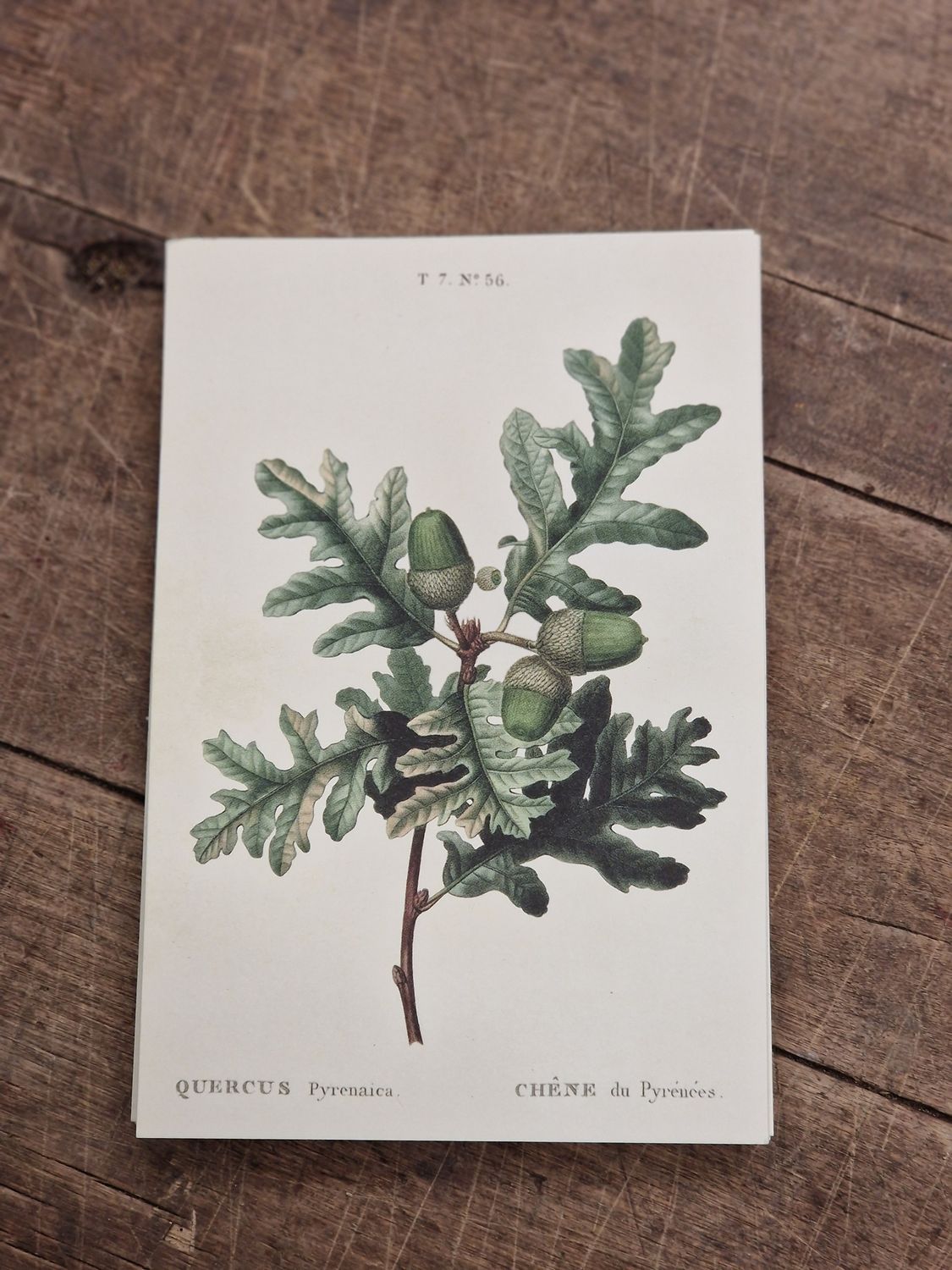 Postkarte "Quercus"