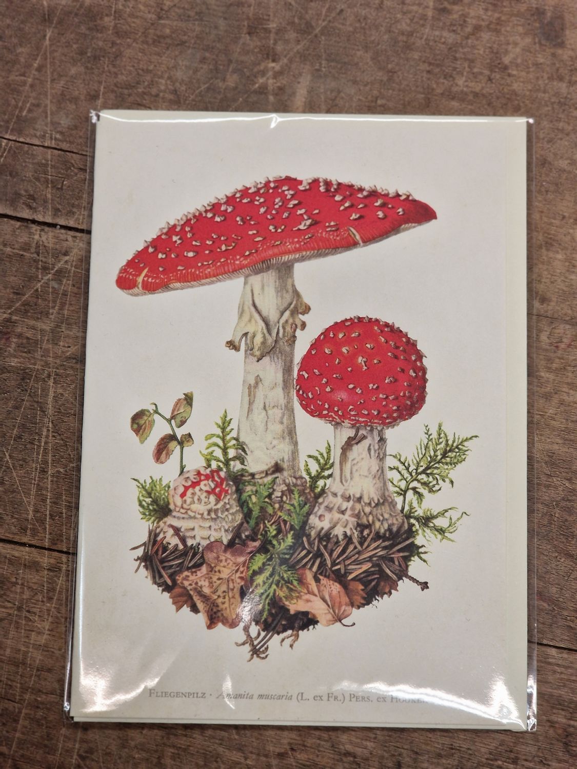 Karte mit Couvert "Fliegenpilz"
