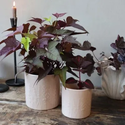 Übertopf "Fayence" rosa. Durchmesser 10.5 cm /Höhe 10.5 cm