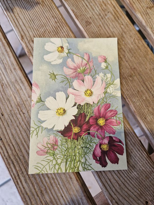 Postkarte "Vintage Cosmea"