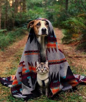 Pets Love Camping Too!