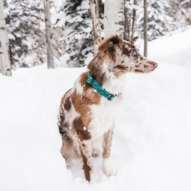 Rope Dog Collar