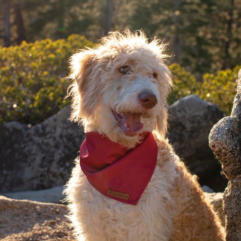 Widerdog Bandana