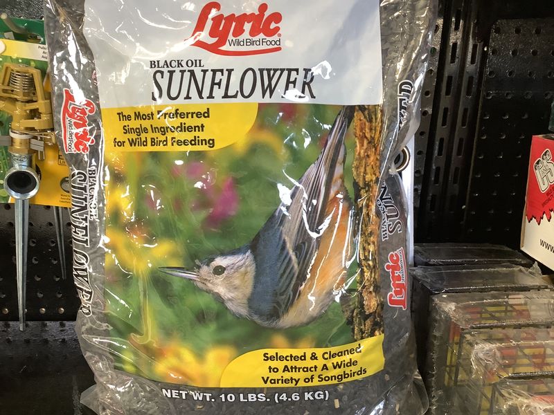Lyric Black Oil Sunflower Seed - 10lbs