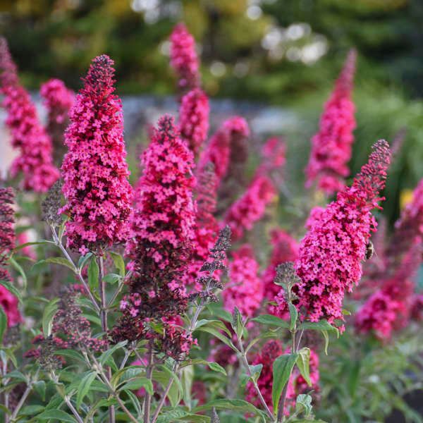 Buddleia Monarch® &#39;Prince Charming&#39; Jumbo #4C