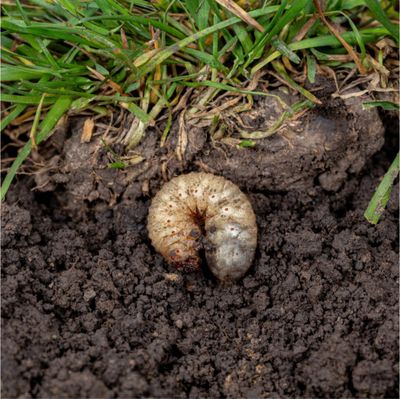 Turf Fertilizer with Grub Preventer