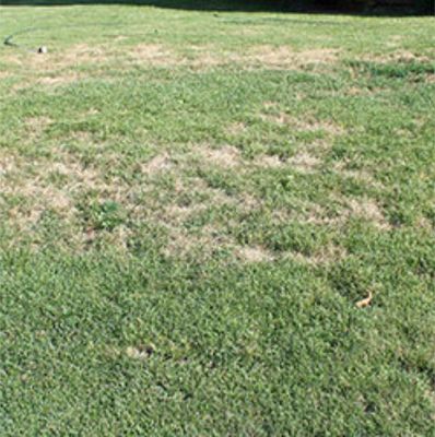 Turf Fertilizers with Surface Insect