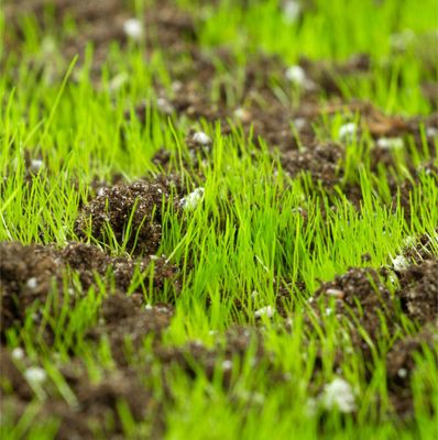 Starter Fertilizers