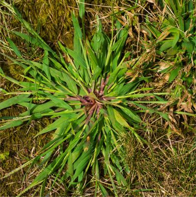 Crabgrass Preventer