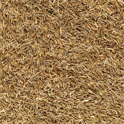 Grass Seed