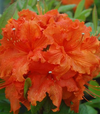 Azalea ( Exbury)