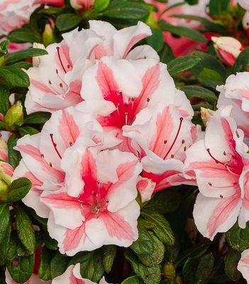 Azalea- Encore (Reblooming)