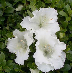 Azalea- Evergreen