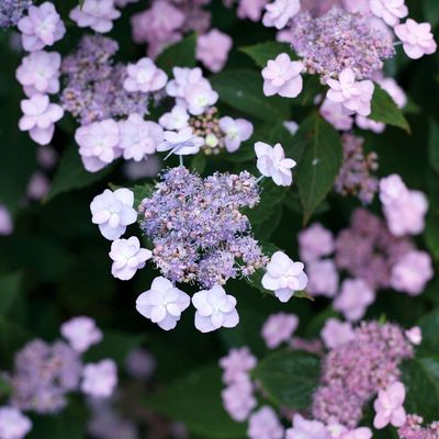 Lace Cap Hydrangeas