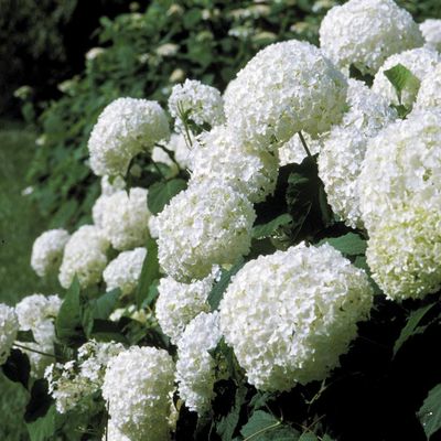 Smooth Hydrangeas