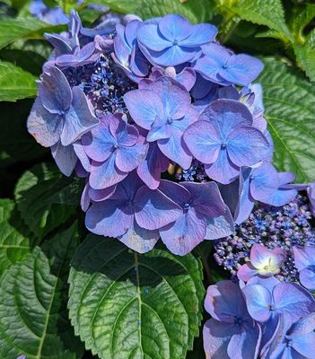Endless Summer Hydrangeas