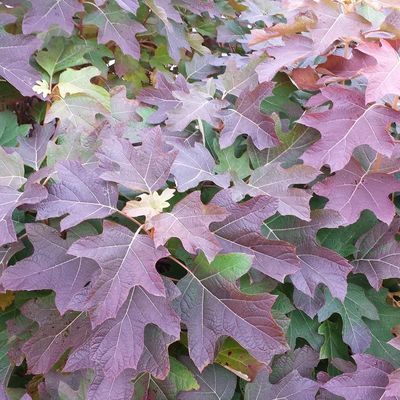 Oakleaf Hydrangeas