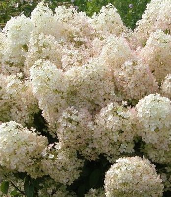 Panicle Hydrangeas