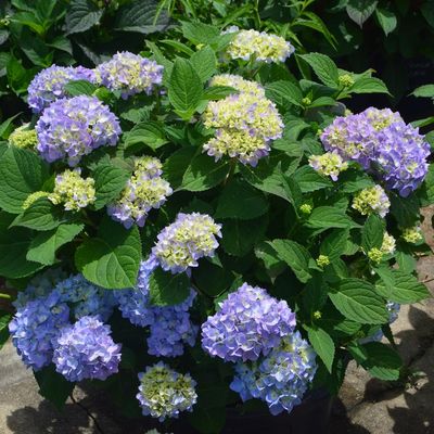 Mophead Flower Hydrangeas