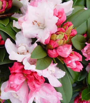 Dwarf Broadleaf Rhododendrons