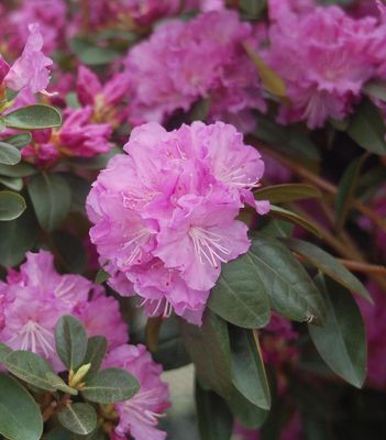 Hardy Small Leaf Rhododendrons